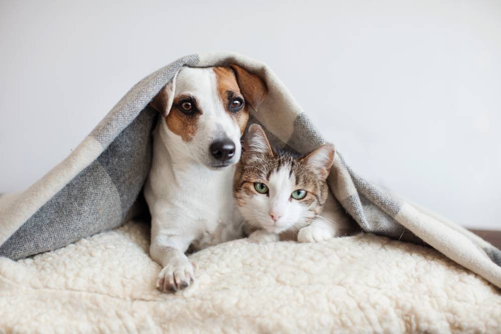 PELÔS DE ANIMAIS DE ESTIMAÇÃO: COMO PREVENIR ENTUPIMENTO DE RALO E ENTUPIMENTO DE TUBULAÇÃO EM CASA.
