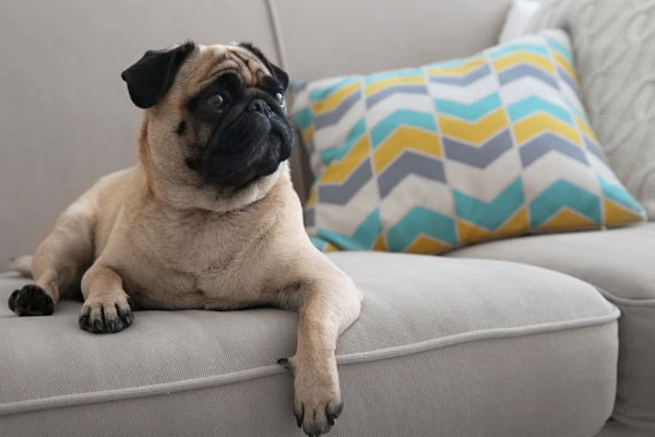 Dicas para quem tem um pet dentro de casa