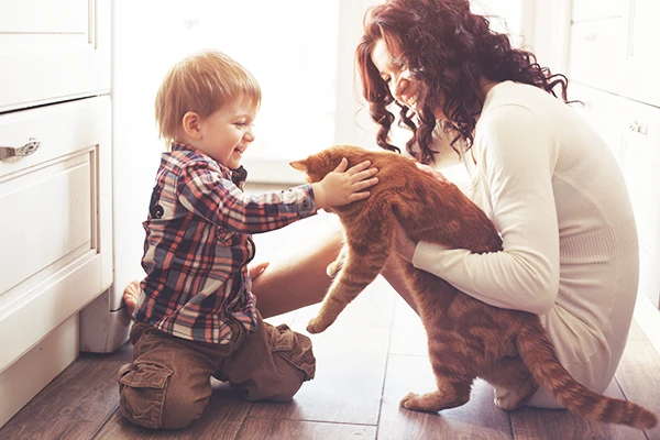 Miau: dicas para ter uma casa adaptada aos gatos
