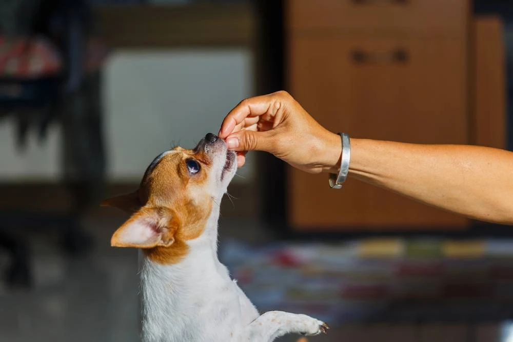 03 brincadeiras para você e seu pet se divertirem